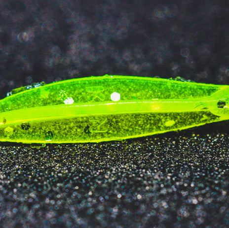 BRUDU MULTI COLOR WORMS (NEW GENERATION) by Kanicen Nix